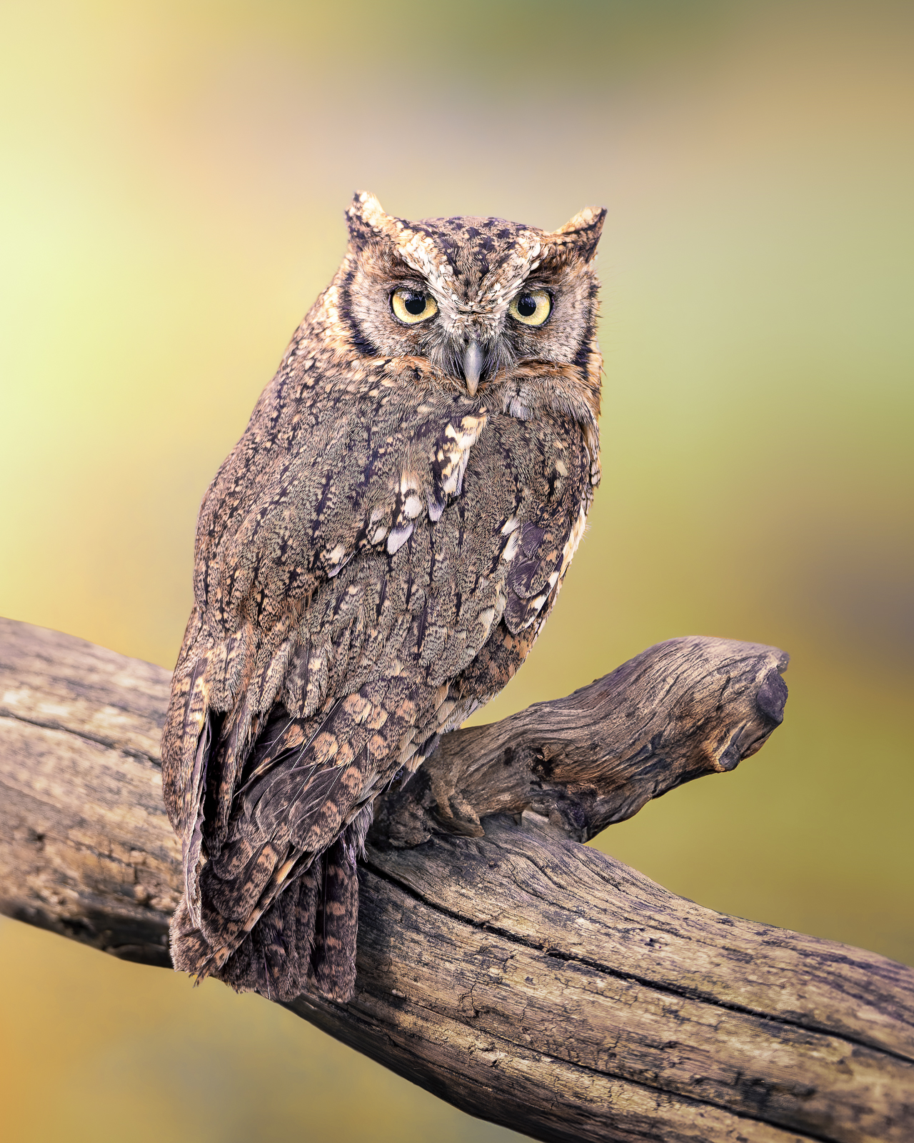 Tropical screech owl