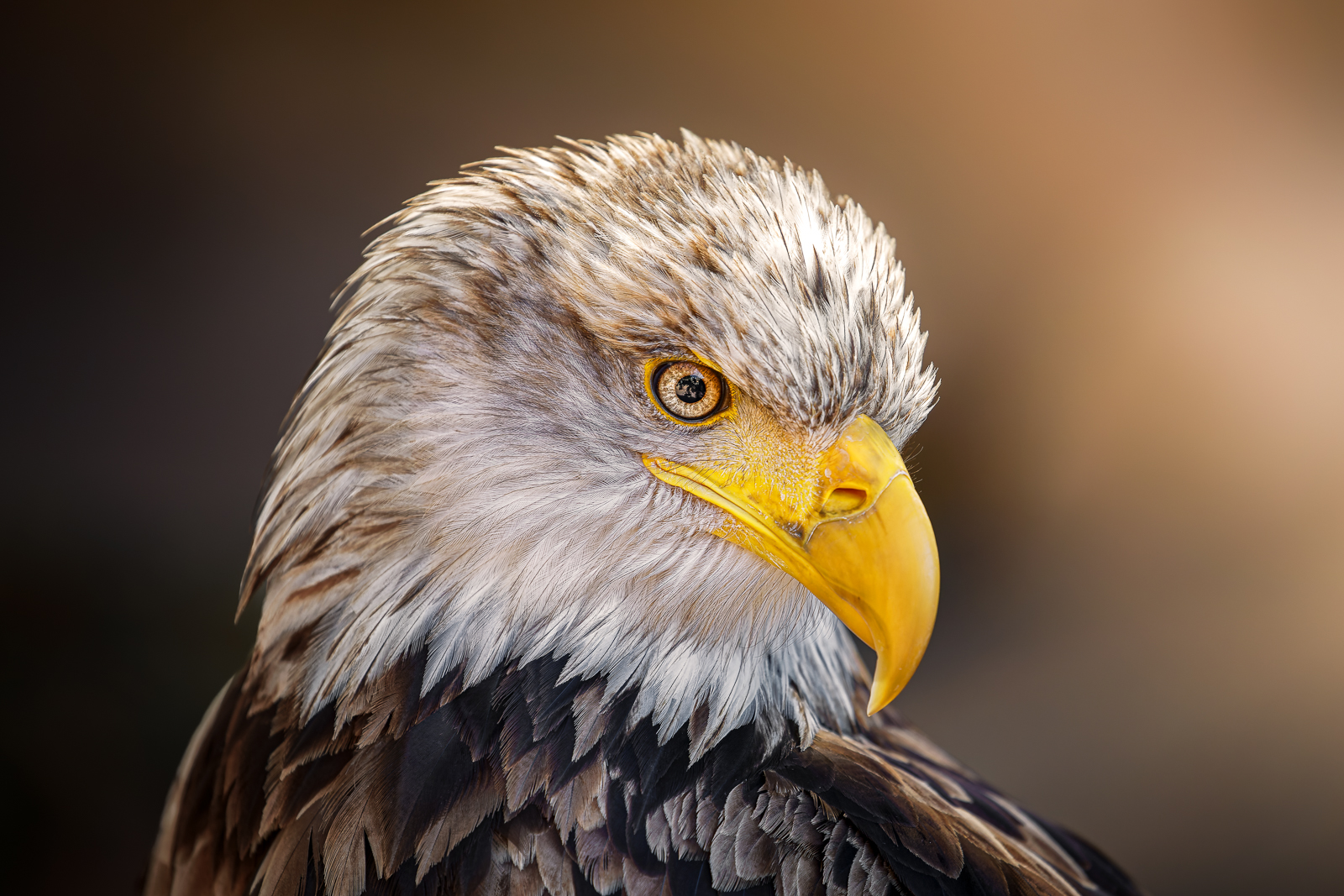 Bald eagle