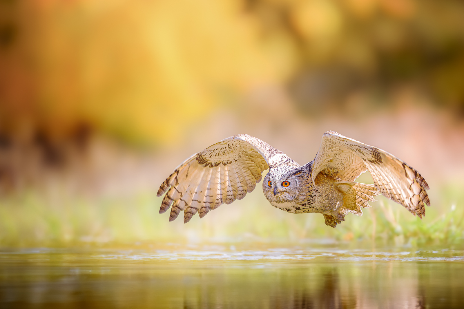 Siberian eagle owl