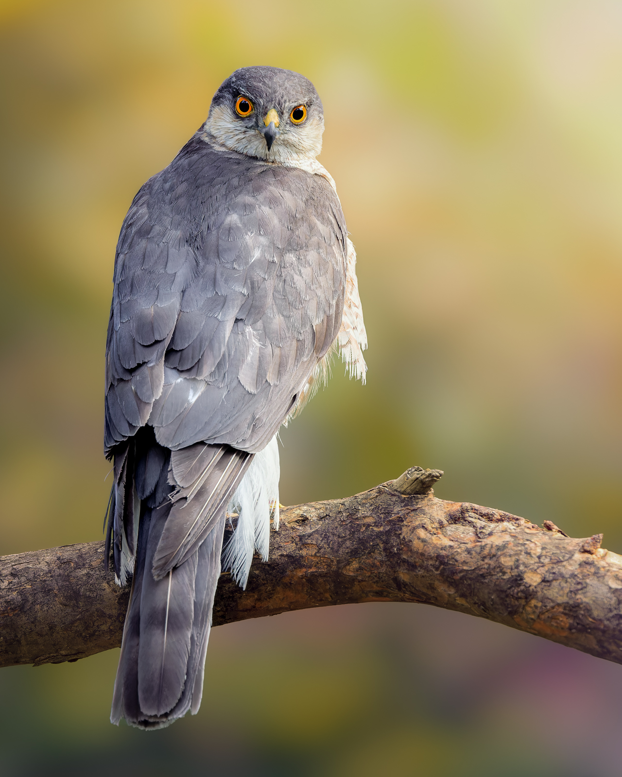 Eurasian sparrowhawk
