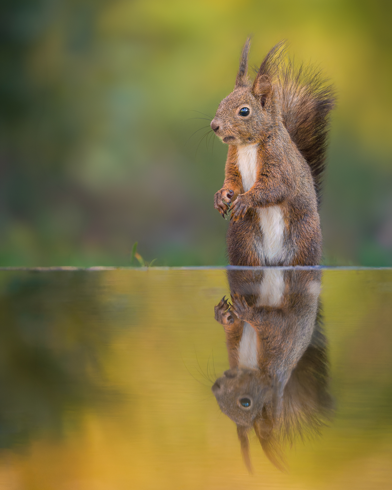 Red squirrel