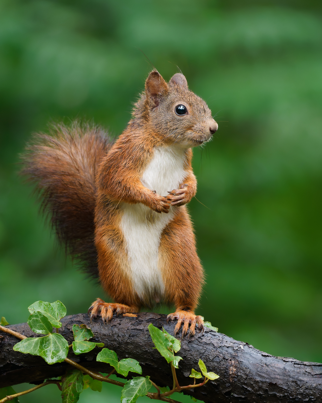 Red squirrel