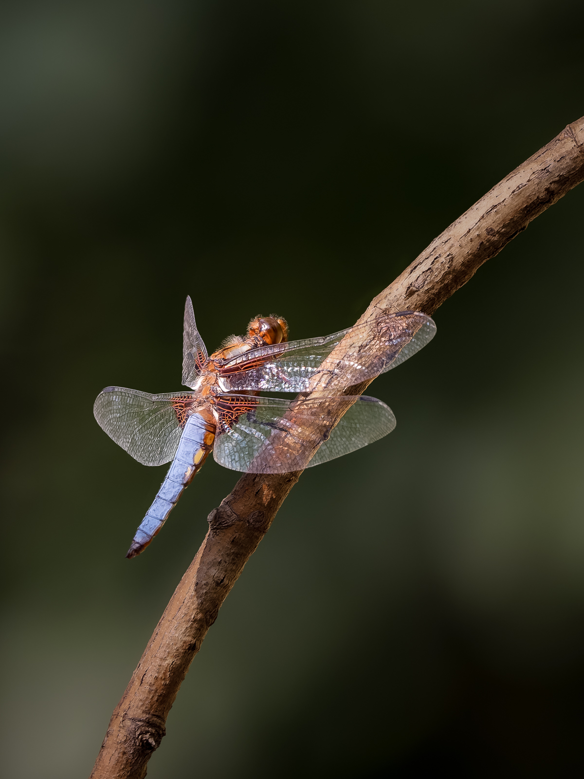 Scarce chaser