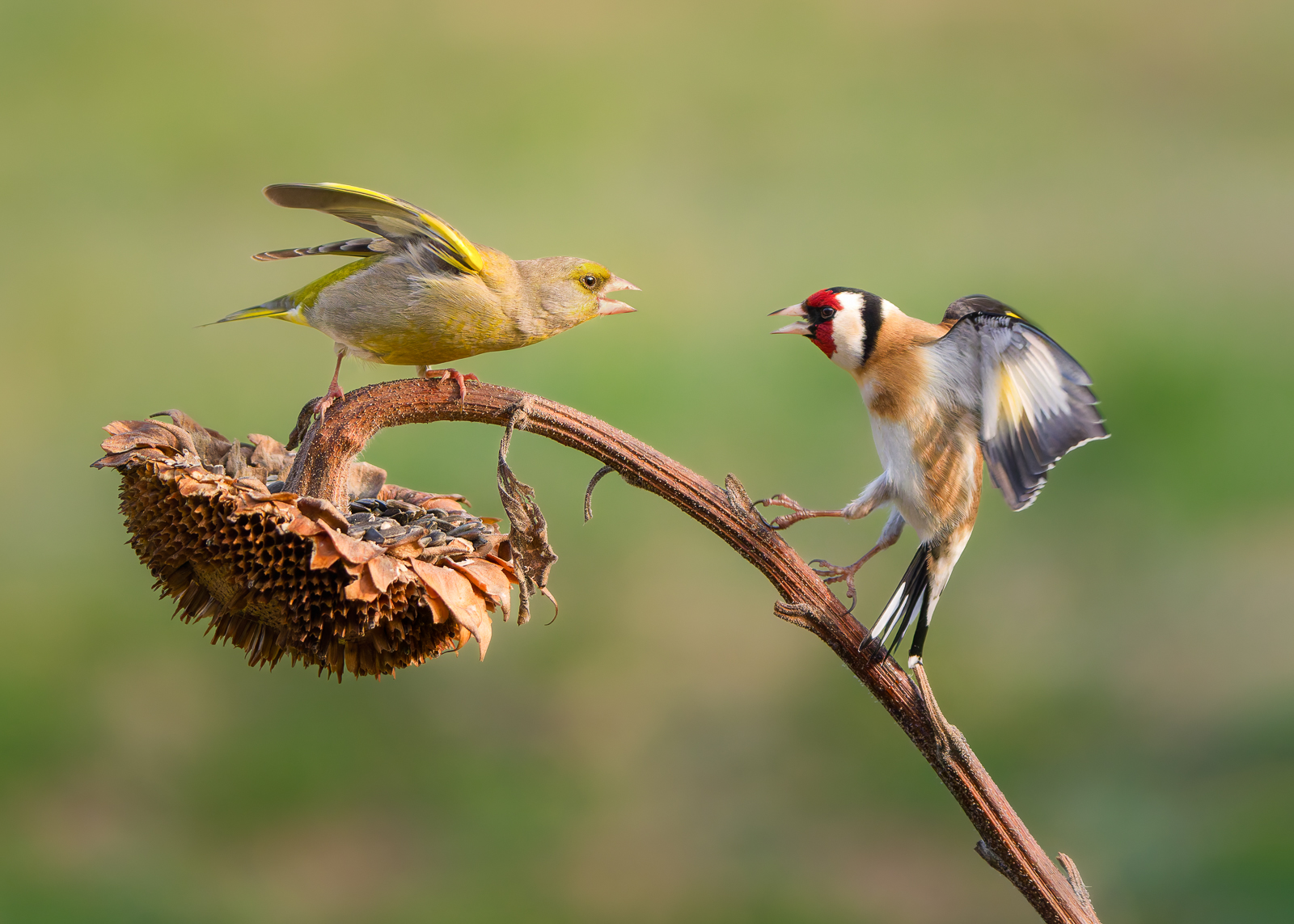 Greenfinch and Goldfinch, Italy