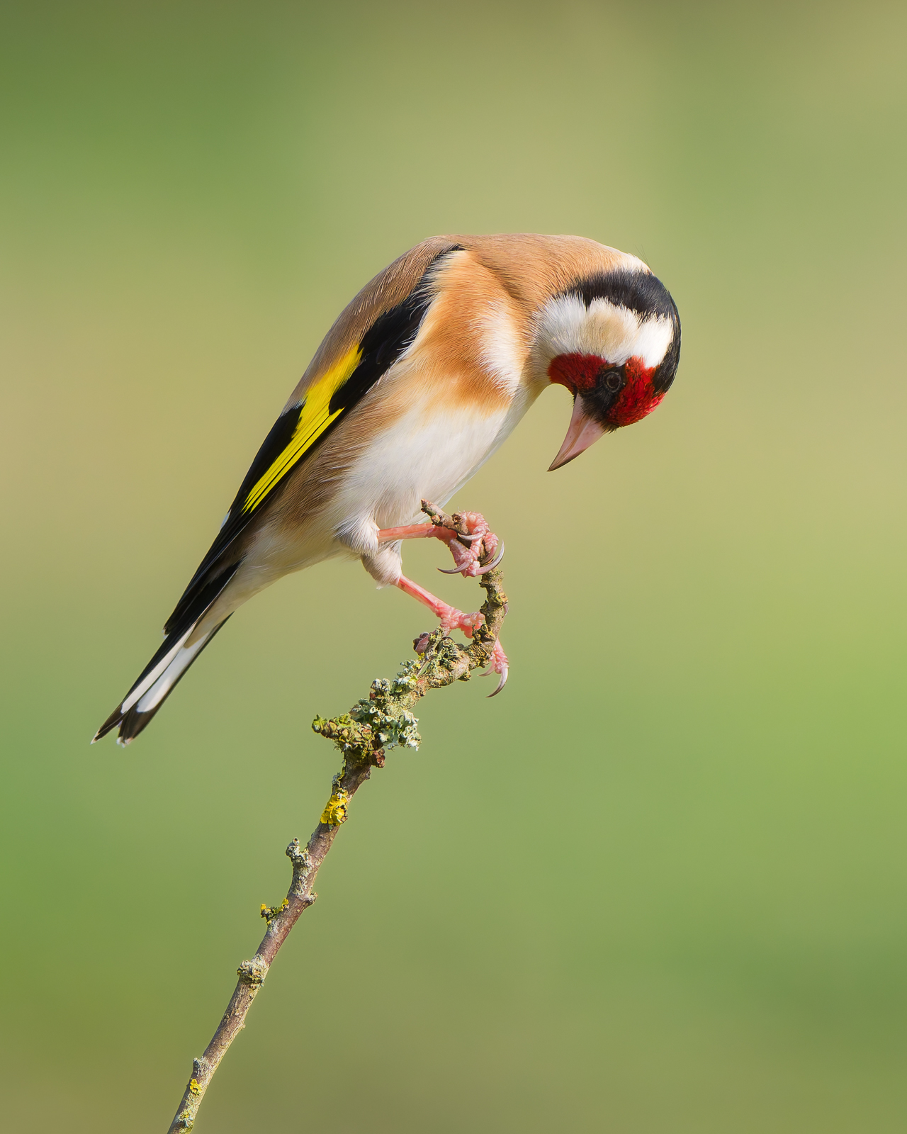 Goldfinch, Italy