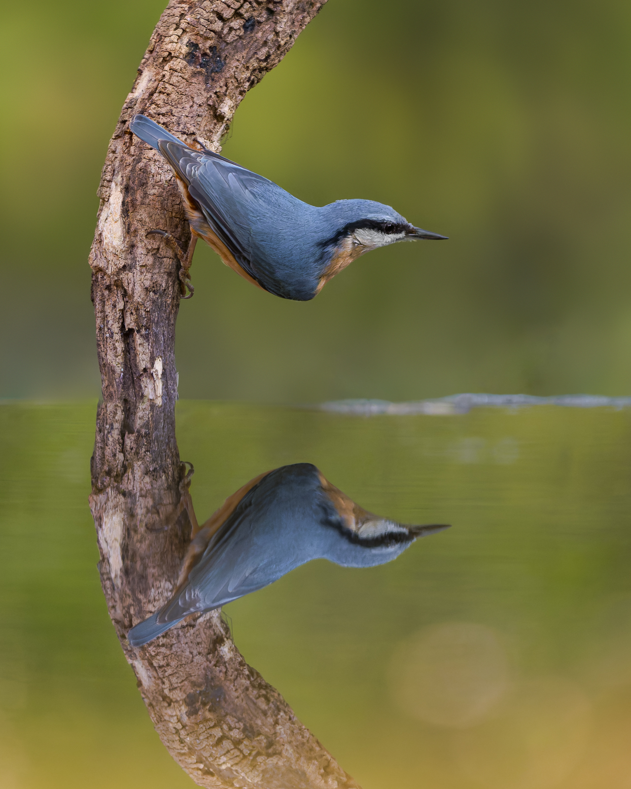 Eurasian nuthatch, Italy
