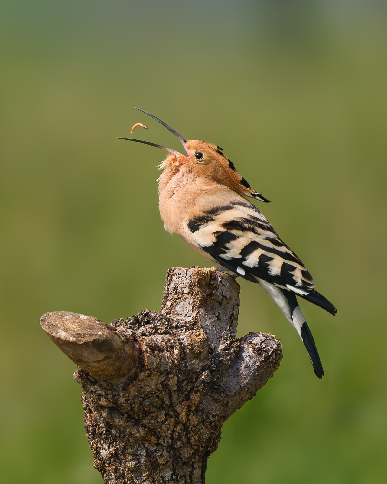 Hoopoe, Italy