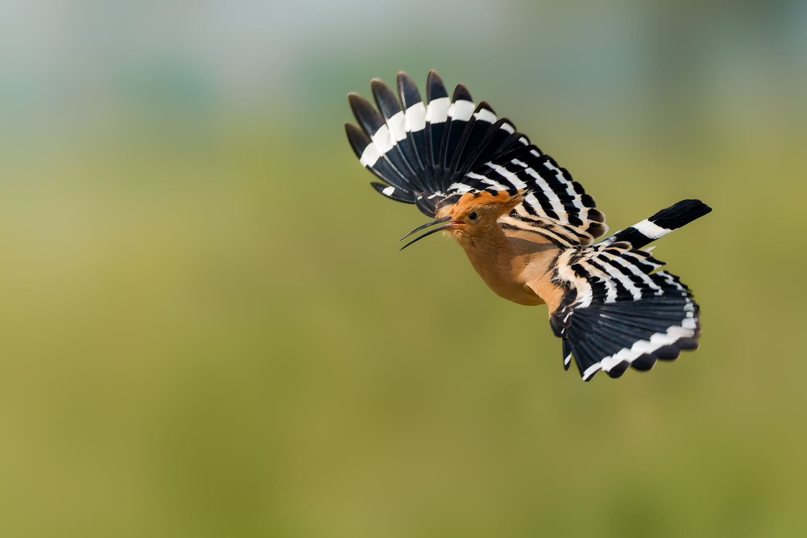 Hoopoe, Italy